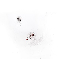 Cassanelli, True Geometry. 2015